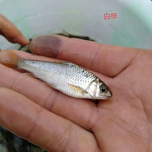重庆市银鱼苗 欢迎新老客户订购