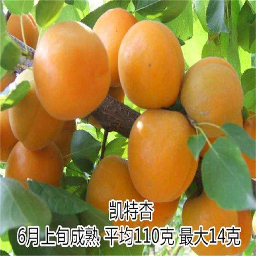 平邑县 杏树苗