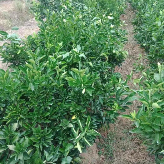 枝江市纽荷尔脐橙苗 这个杯苗已经在结果了。