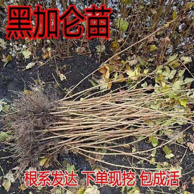  黑加仑苗，通货，南北方种植
