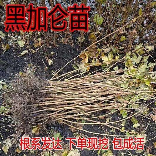 平邑县 黑加仑苗，通货，南北方种植