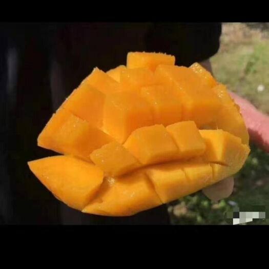 自贡 自家种的芒果批发价