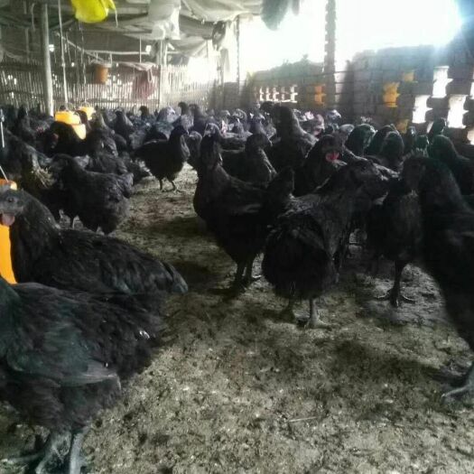 浏阳市 供应土鸡苗绿壳鸡苗芦花鸡苗黑土鸡苗青脚麻鸡苗贵妃鸡苗青脚土鸡