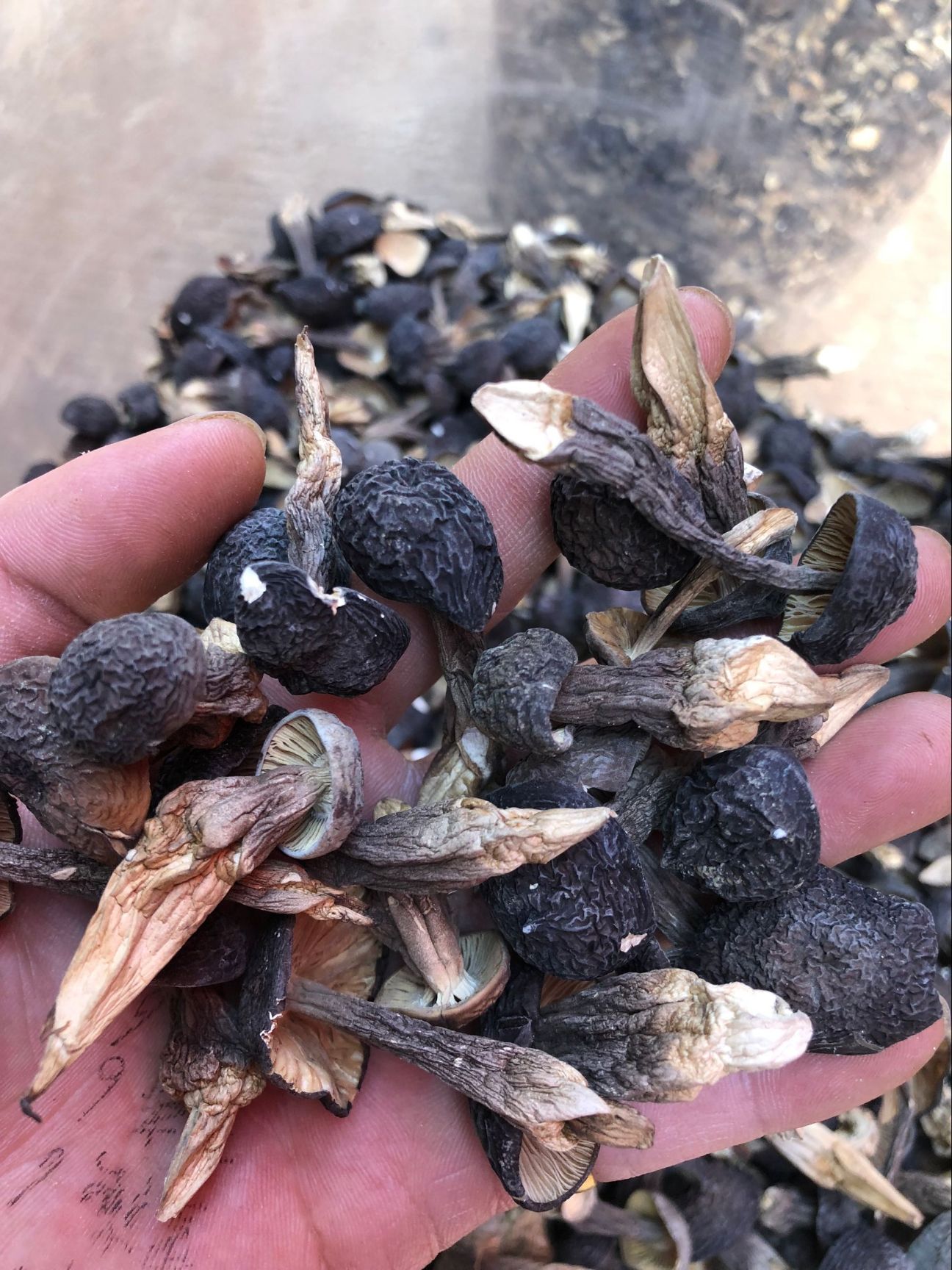  云南野生鸡枞菌黑皮鸡枞
