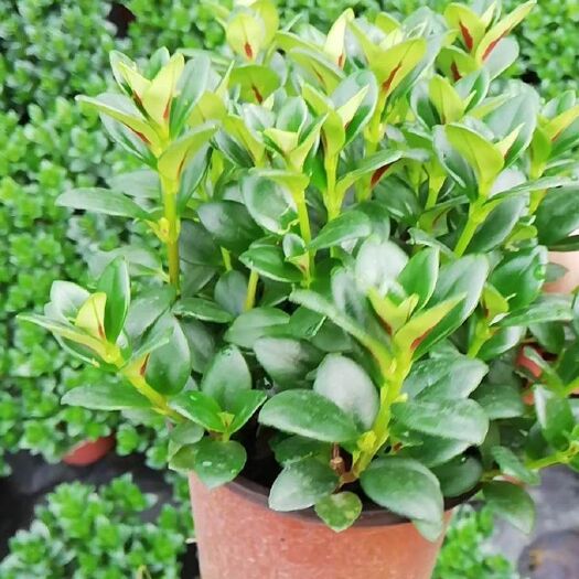 漳平市花金鱼吊兰 精品金鱼花