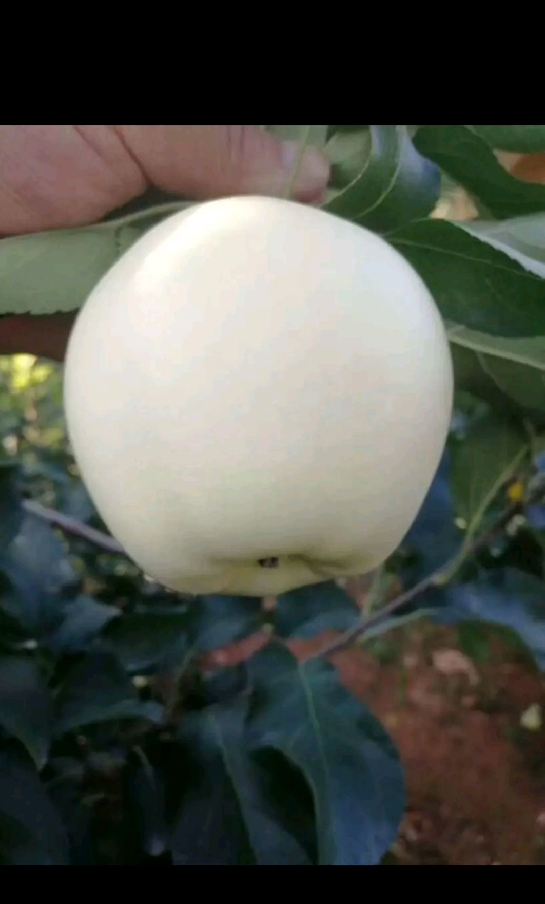 黄元帅苹果 绥中黄元帅，皮薄，口感好，耐储存