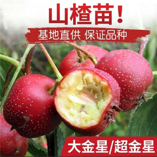 平邑县大金星山楂树苗 大金星山楂苗  二年嫁接苗 现挖现卖 品种保证