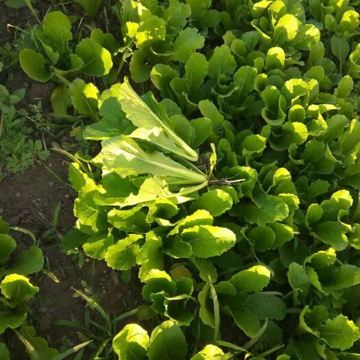 乌兰浩特 大量优质小白菜，净菜