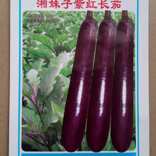 南宁紫长茄 湘妹子