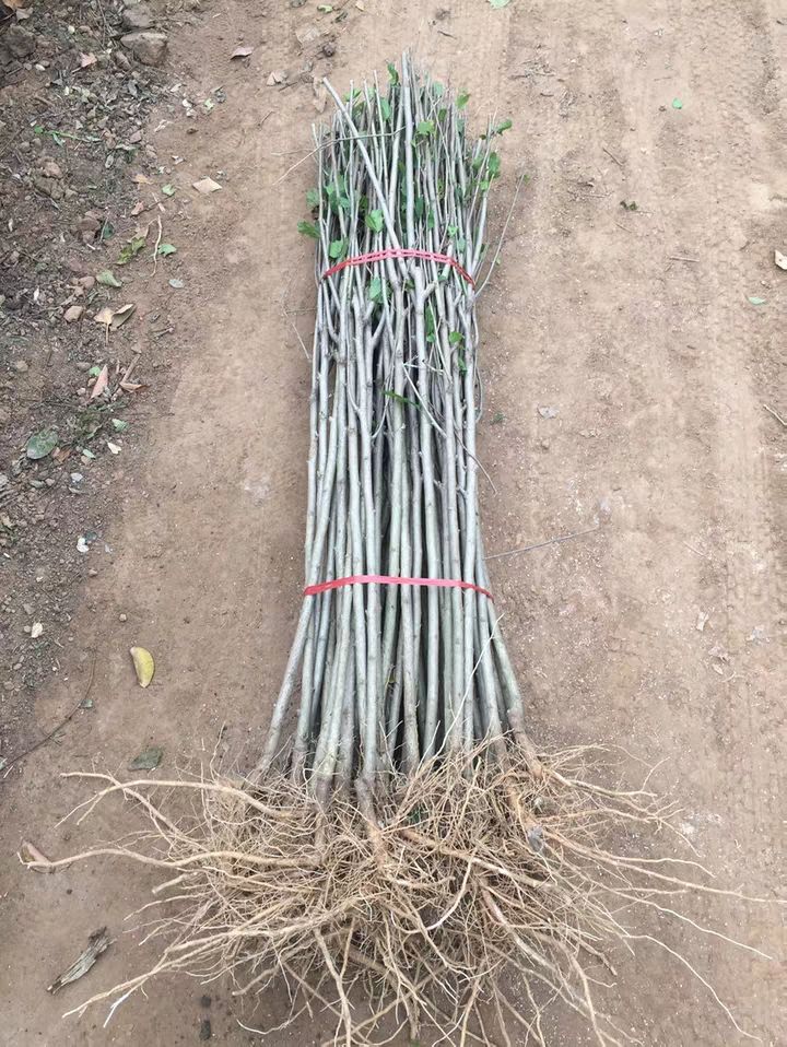  重瓣木槿花，開花艷麗清香，盆栽地栽，公園觀賞成活率高，包郵