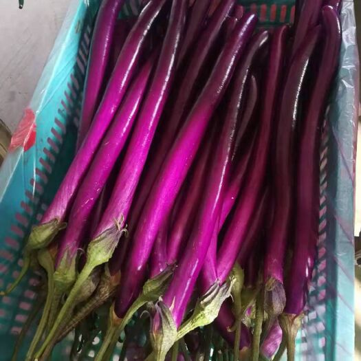 兰陵县红线茄 优质线茄