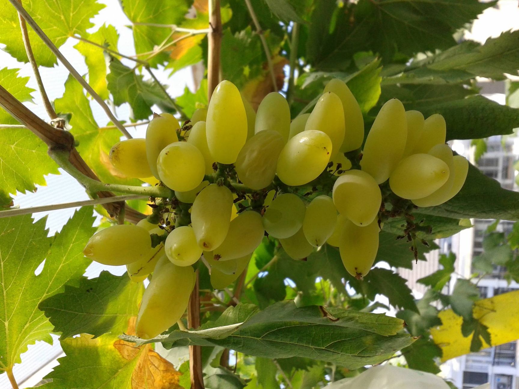  金手指葡萄苗，1～5年苗，盆栽地栽，南北方种植！