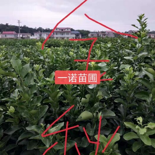 广安半边红李子苗 需要果树苗联系我，量大从优！保质保量！