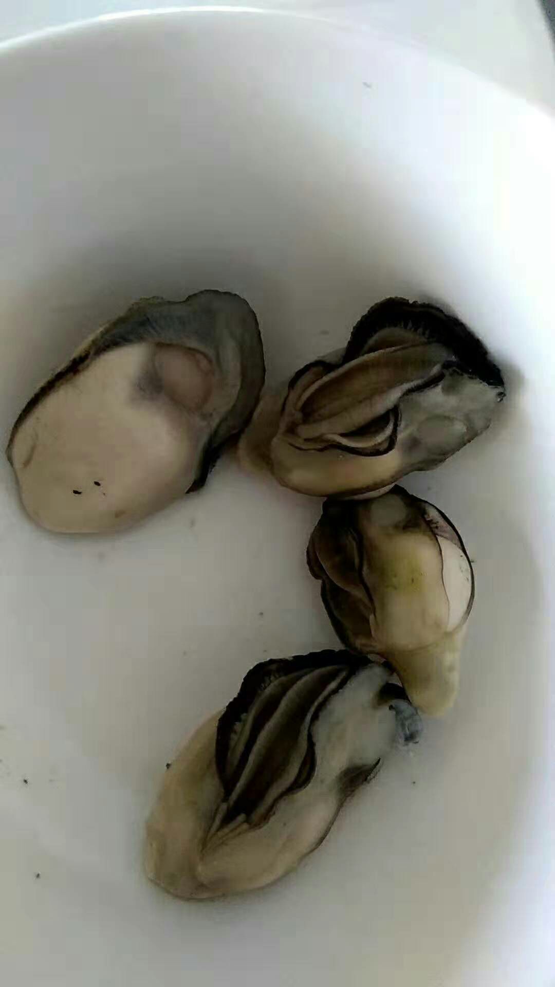 深海海鲜 海鲜批发零售，一手货源，保质保量！新鲜！无脱水现象