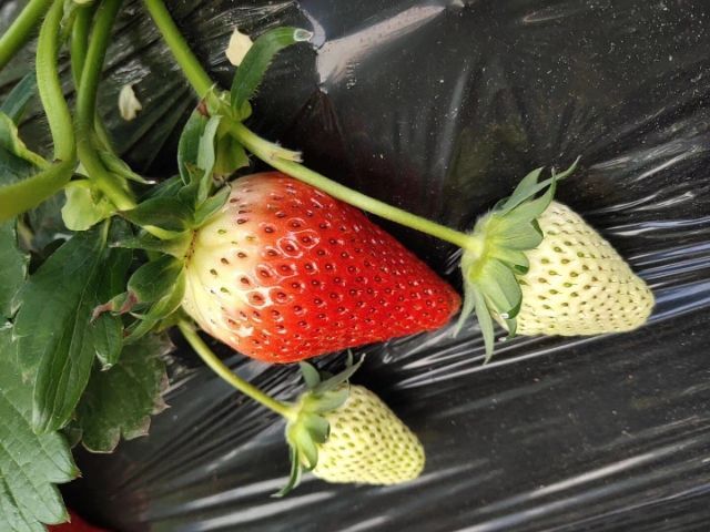 泰安圣丹红草莓苗 早熟品种，保证不是重茬地育苗，无菌新苗。买苗一