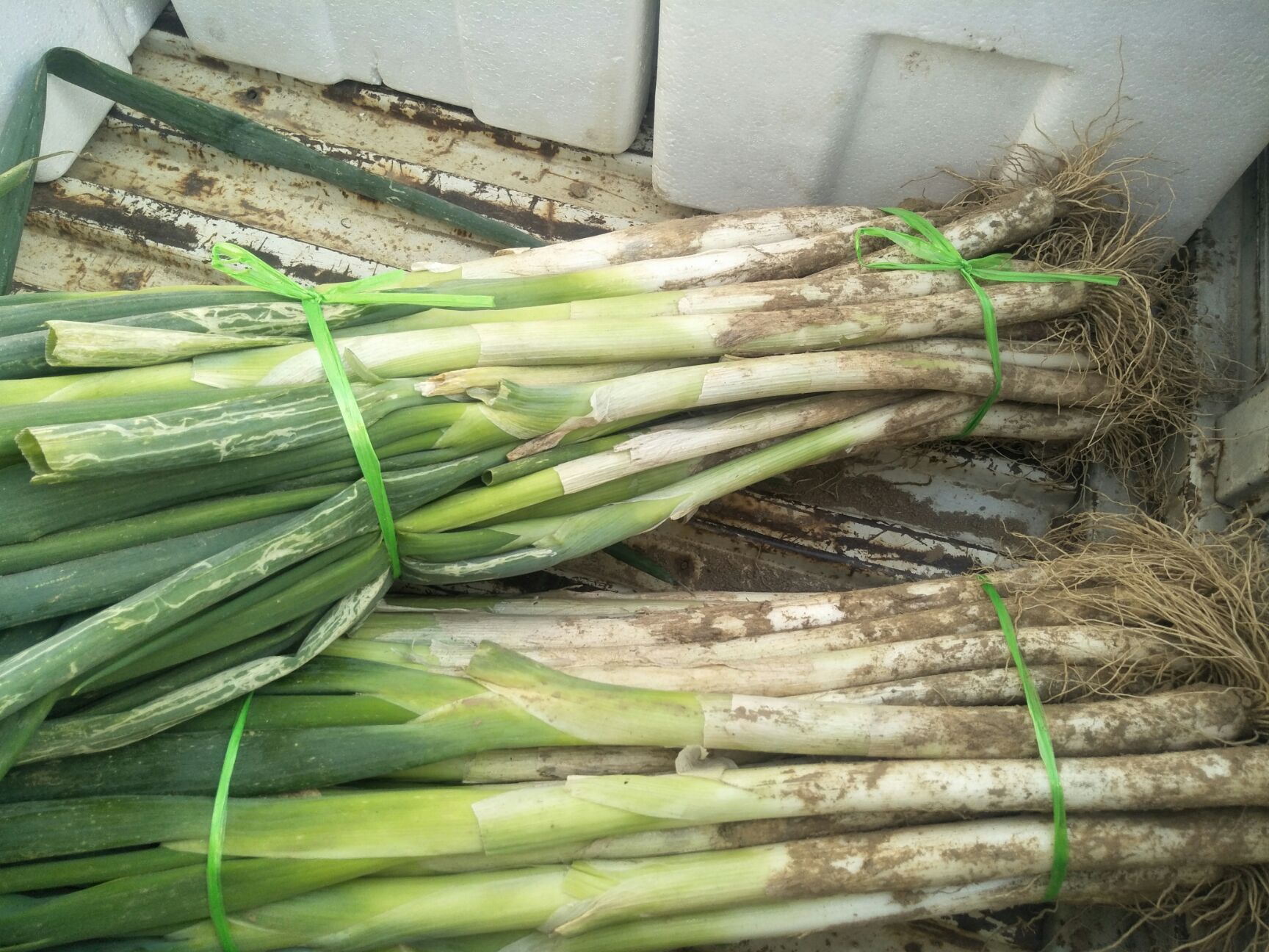 长白大葱 葱白白葱喂足