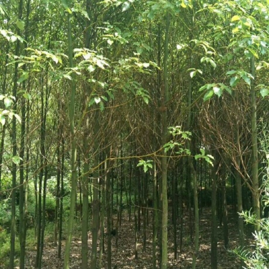 安顺贵州安顺香樟苗4～6公分