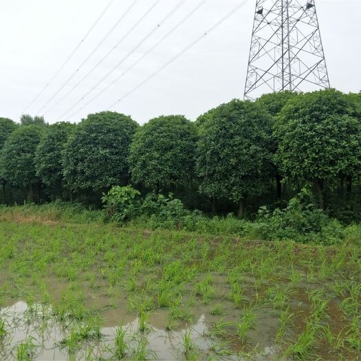 彭州市 桂花树