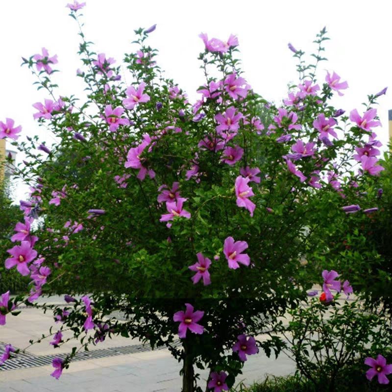  重瓣木槿花，開花艷麗清香，盆栽地栽，公園觀賞成活率高，包郵