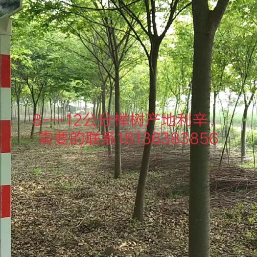 利辛县小叶榉树