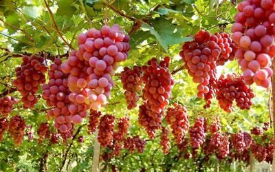 平邑县 红提葡萄苗，新品种基地培育1--3年苗，现挖现挖保湿发