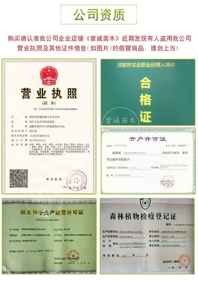 塔罗科血橙柑橘苗塔罗科新血8号柑橘苗嫁接塔罗科血橙苗品种保