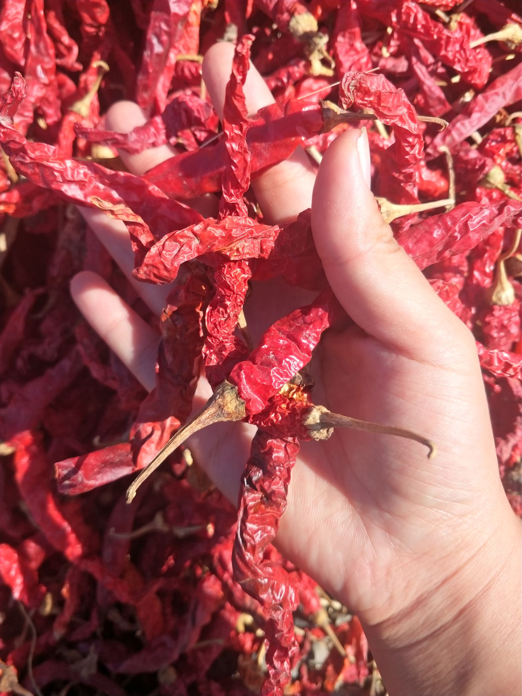 干线椒 新线椒上市啦喜欢的咨询我