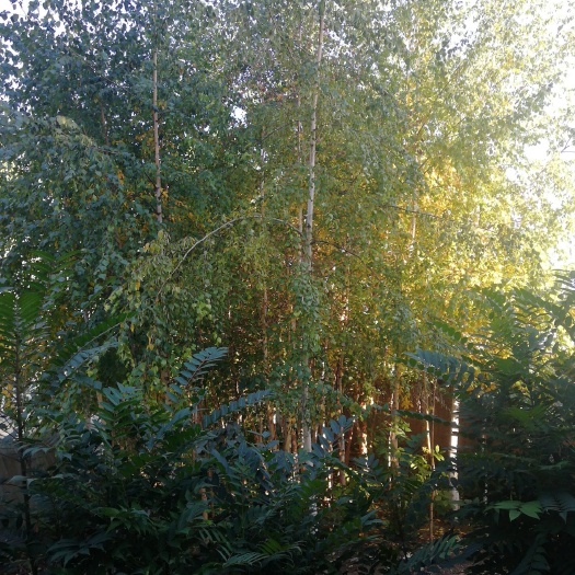 塔城市白桦树苗