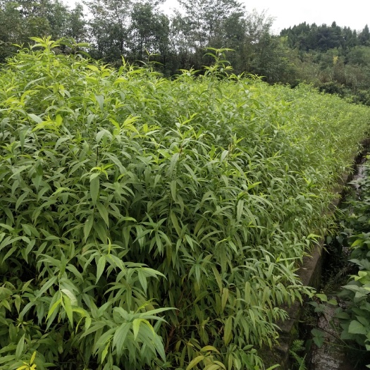 简阳市山毛桃树苗 桃苗树