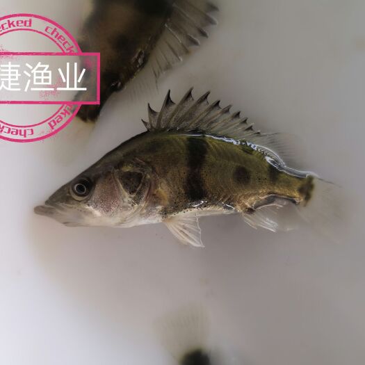 广州桂鱼苗 桂花鱼