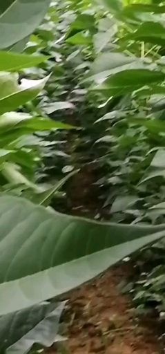 洛宁县 优质楸树苗