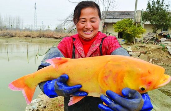  金大头鱼苗