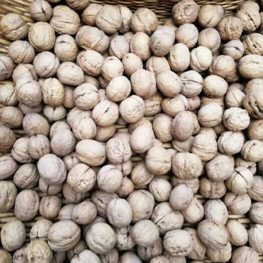 商洛 供应 秦岭山里老树核桃，新品种（香玲）核桃仁核桃油。