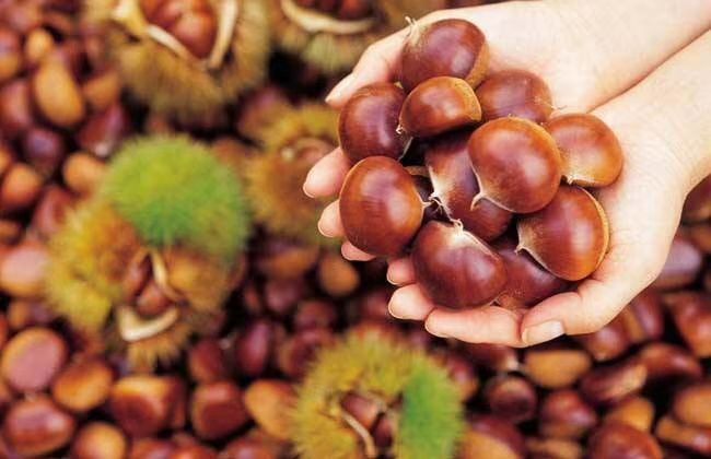 大红袍板栗苗  果实大