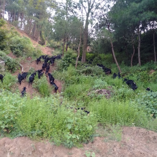 新化县黑山羊  黑羊 30-50斤