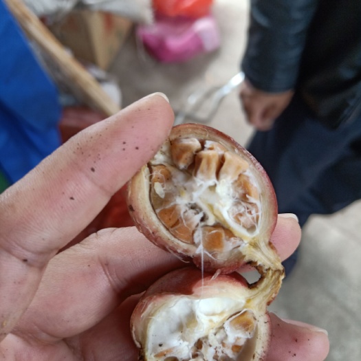 盈江县草果