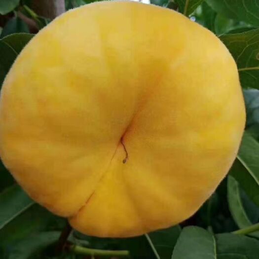 枣庄黄蟠桃 瑞蟠101