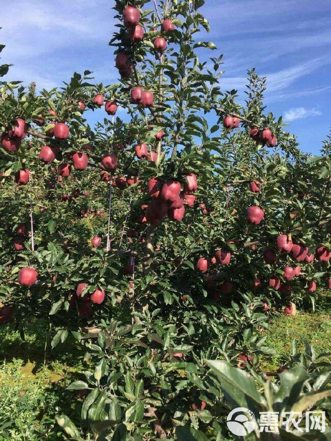 蛇果苹果苗 新引进美国蛇果树苗，基地培育保证品种，南北方均可种植