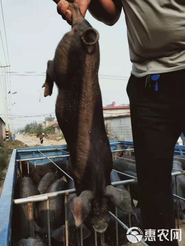  太湖二代黑猪高产生态黑母猪，扎头多 产仔多 母性好 抗病强