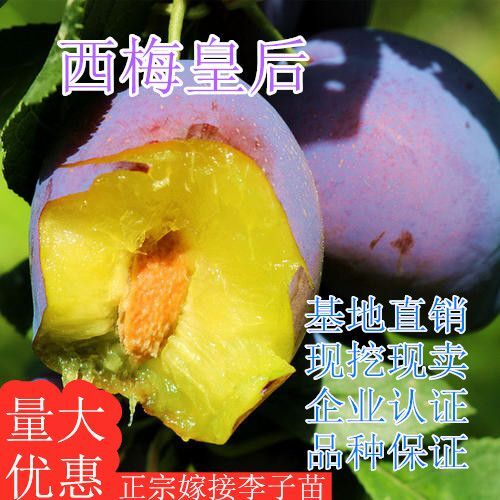 平邑县 西梅皇后 嫁接西梅苗 品种保证现挖现卖