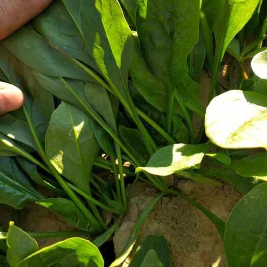 惠民县秋菠菜 15~20cm