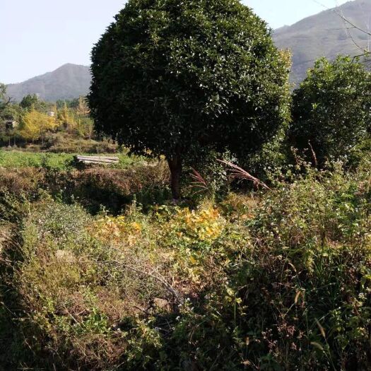 地笼桂花  漂亮的桂花，桂林永林苗圃长期供应