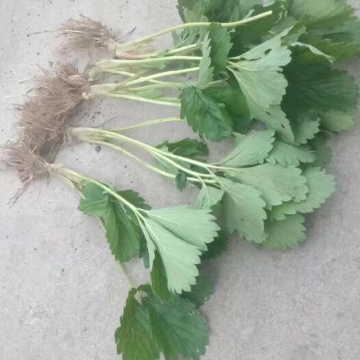 保定 农户直销草莓苗！没有中间商赚差价！