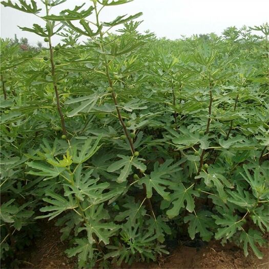平邑县布兰瑞克苗 布兰瑞克无花果苗 基地自育 现挖现卖 成活率高 保证品种