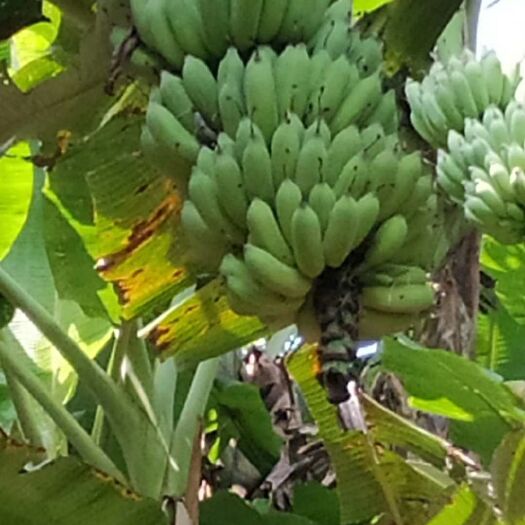 金平县 大量香蕉，芭蕉，小米蕉，苹果蕉批发！量大从优