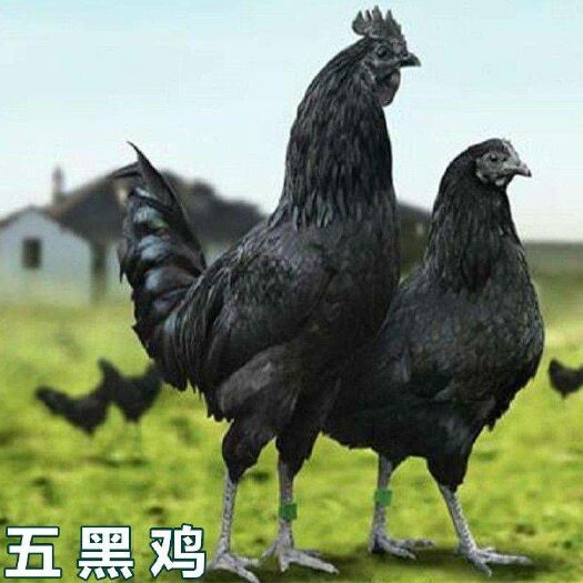 南宁 五黑鸡苗 基地直供（120天出栏，母产绿壳蛋鸡2-3斤左右