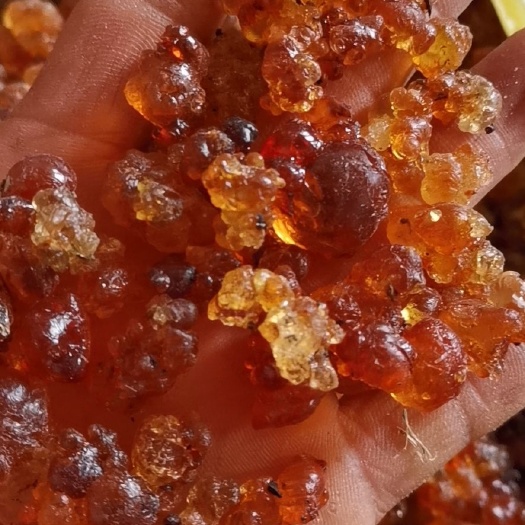 芷江县食用桃胶 产地货源，地头价