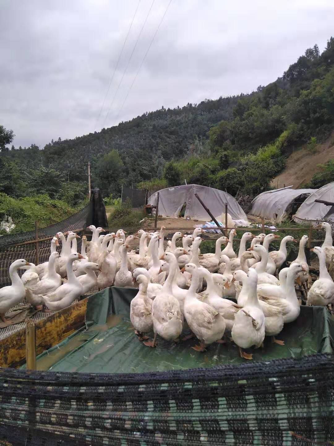 霍尔多巴吉鹅 6-8斤 公 半圈养半散养