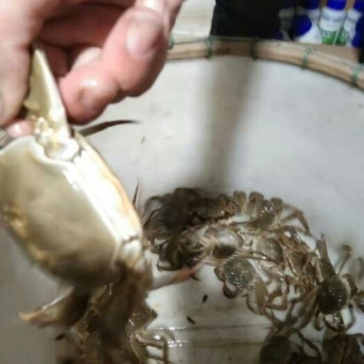 兴化市兴化大闸蟹  精品红膏大闸蟹