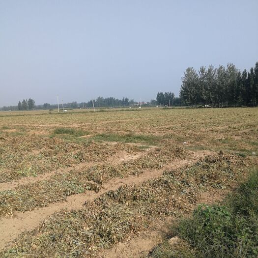 南乐县 出租耕地，水浇地适合种山药，花生，辣椒800亩连片